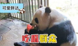 娱乐吃瓜遛鸟大师是谁啊,网络红人的传奇故事