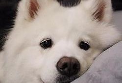 青春萨摩耶爆料视频,揭秘萌犬日常与成长瞬间